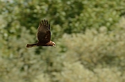 Marsh harrier